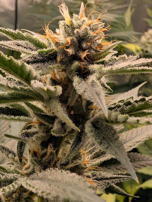 Melonade K. Week 13