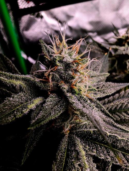 Melonade K. Week 13
