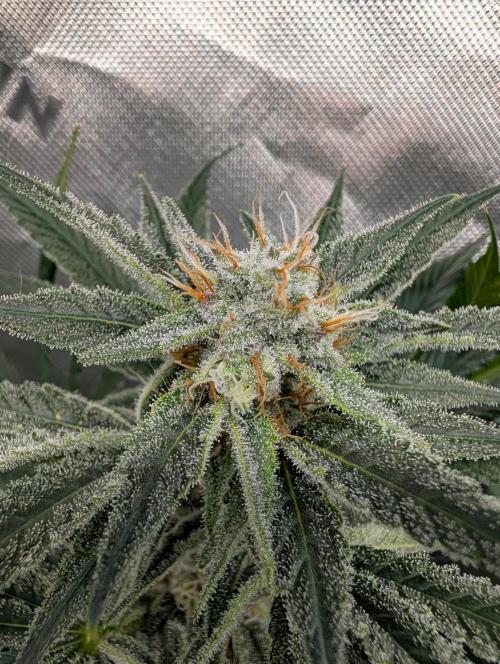 Melonade K. Week 13