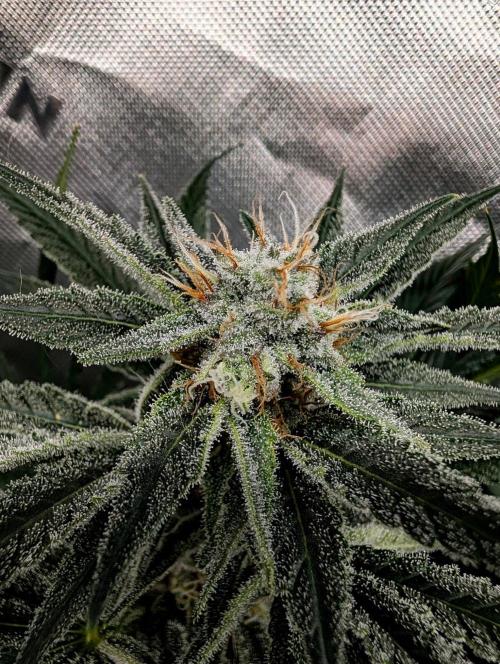 Melonade K. Week 13