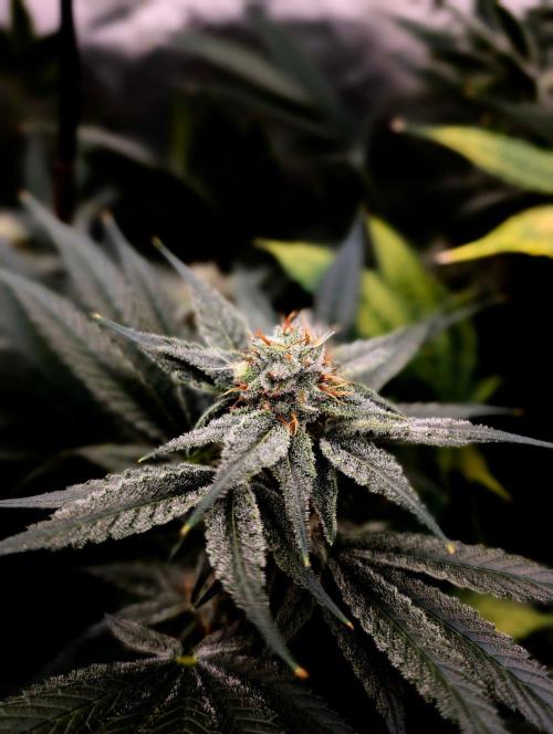 Melonade K. Week 13
