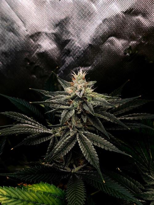 Kannabia Seed Company - Melonade-K door FatnastyzBudz