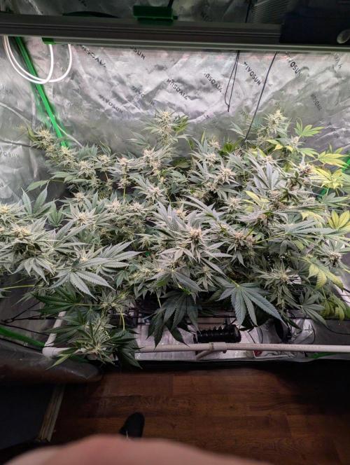 Melonade-K. Week 13