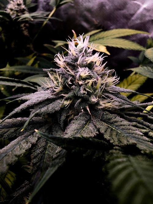 Buster of Lungs. Week 13