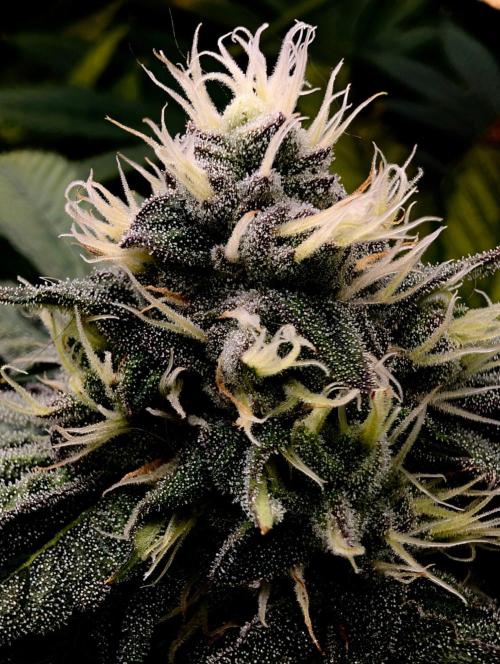 Buster of Lungs. Week 13