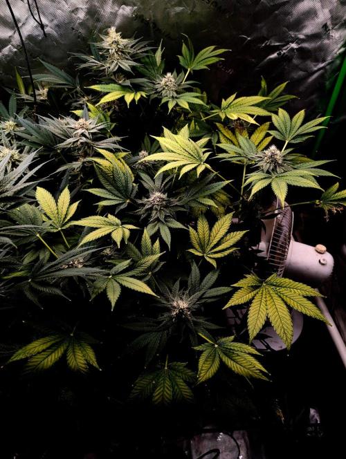 Buster of Lungs. Week 13