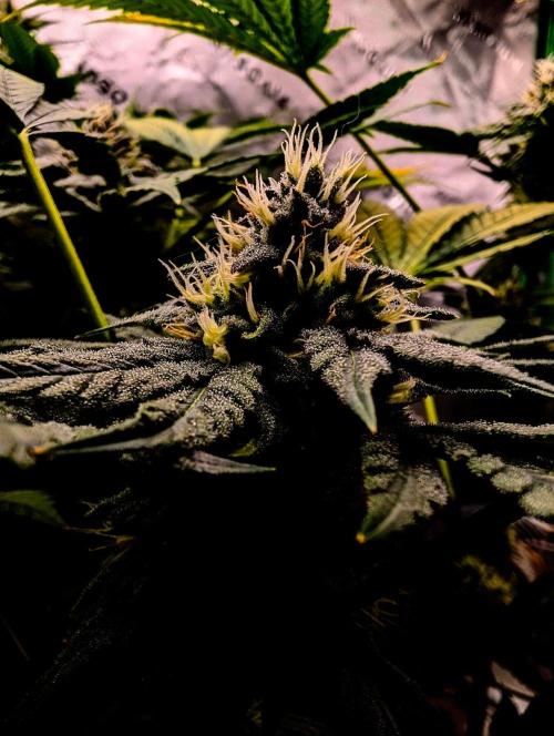 Buster of Lungs. Week 13
