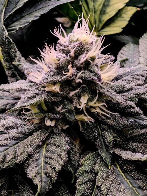 Buster of Lungs. Week 13