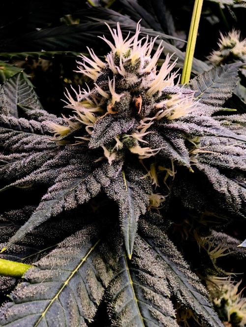Buster of Lungs. Week 13