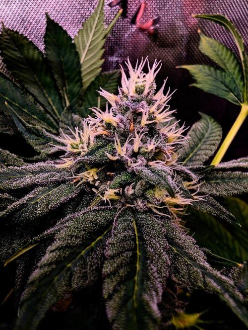 Buster of Lungs. Week 13