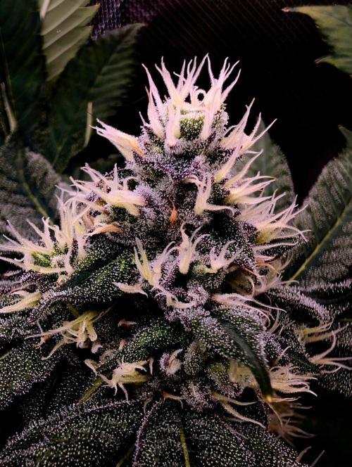 Buster of Lungs. Week 13