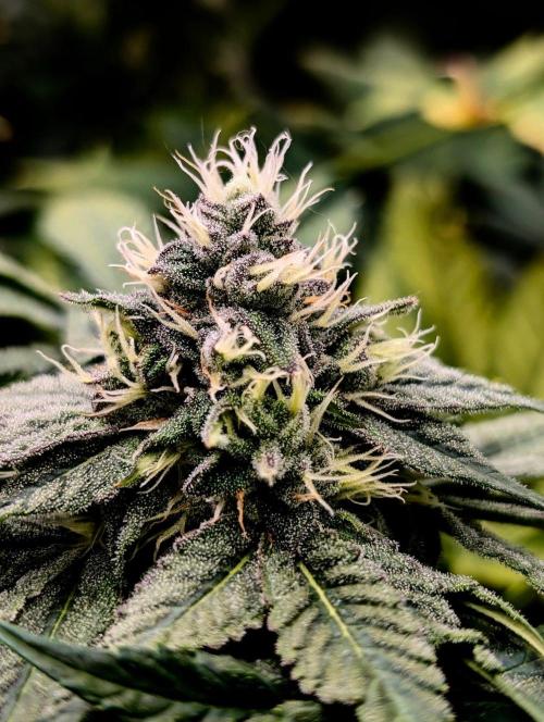 Buster of Lungs. Week 13