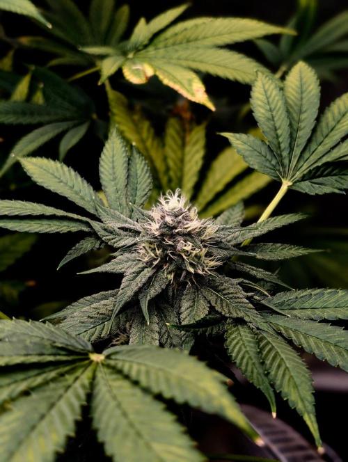Lung Buster. Week 13