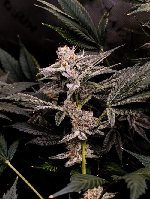 Melonade K. Week 14