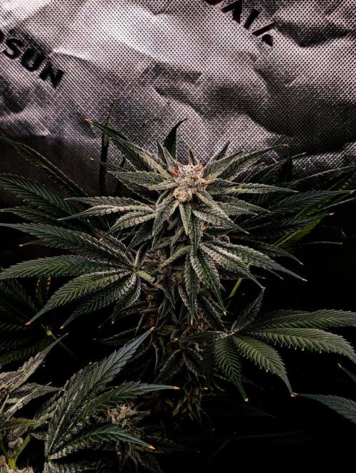 Melonade K. Week 14