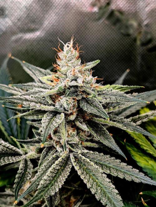 Melonade K. Week 14