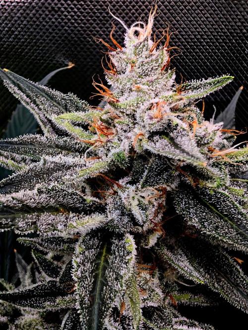 Melonade K. Week 14