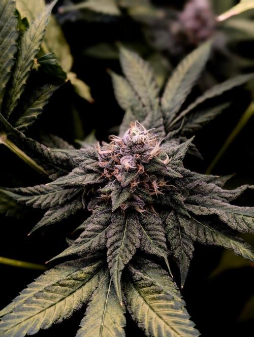 Buster of Lungs. Week 14