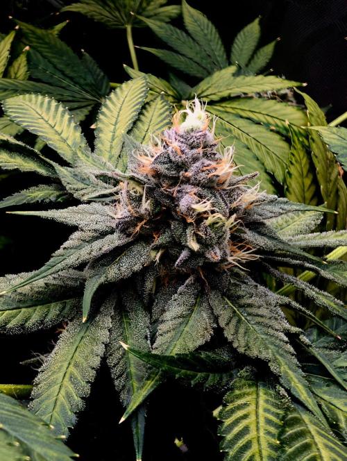 Buster of Lungs. Week 14