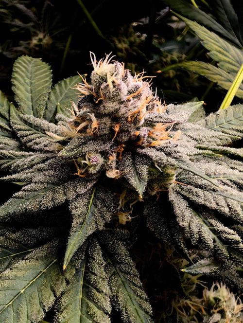 Buster of Lungs. Week 14
