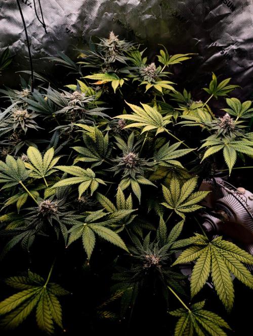 Buster of Lungs. Week 14