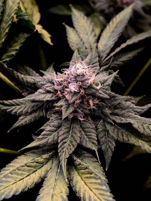 Buster of Lungs. Week 14
