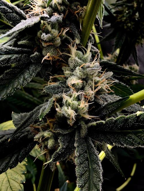 Buster of Lungs. Week 14
