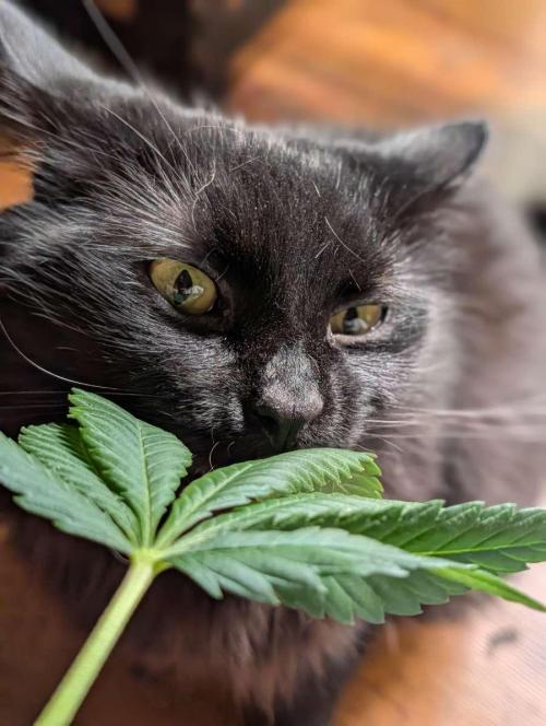 Buster of Lungs. Week 14