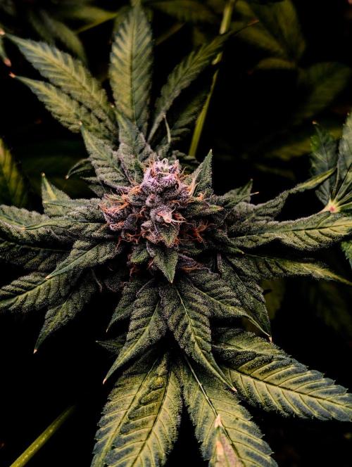 Buster of Lungs. Week 15