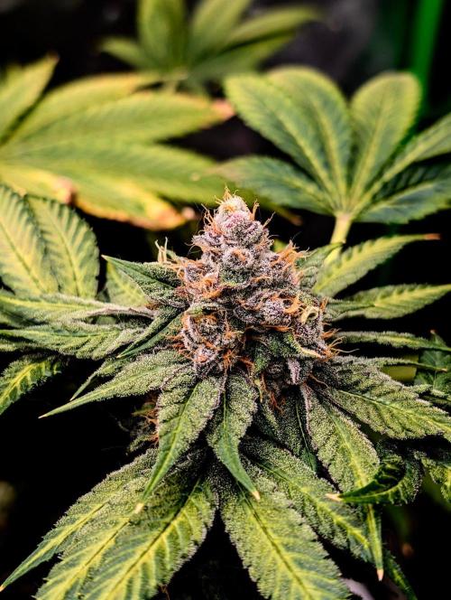 Buster of Lungs. Week 15
