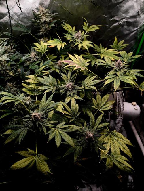 Buster of Lungs. Week 15
