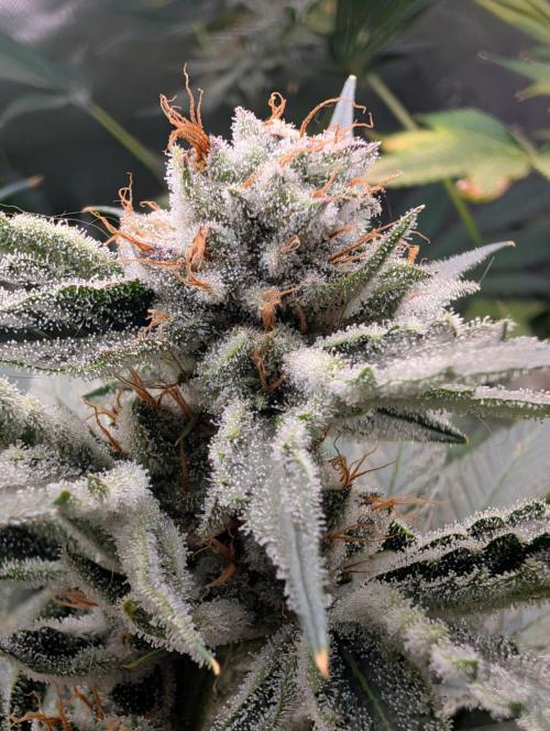 Melonade K. Week 15