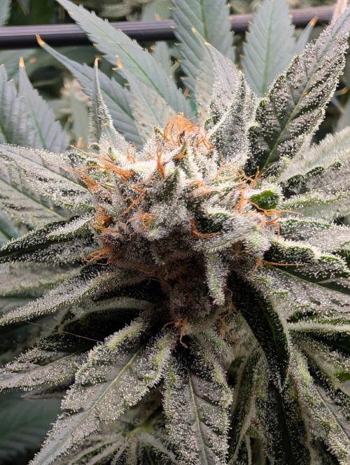 Melonade K. Week 15