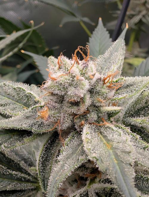 Melonade K. Week 15
