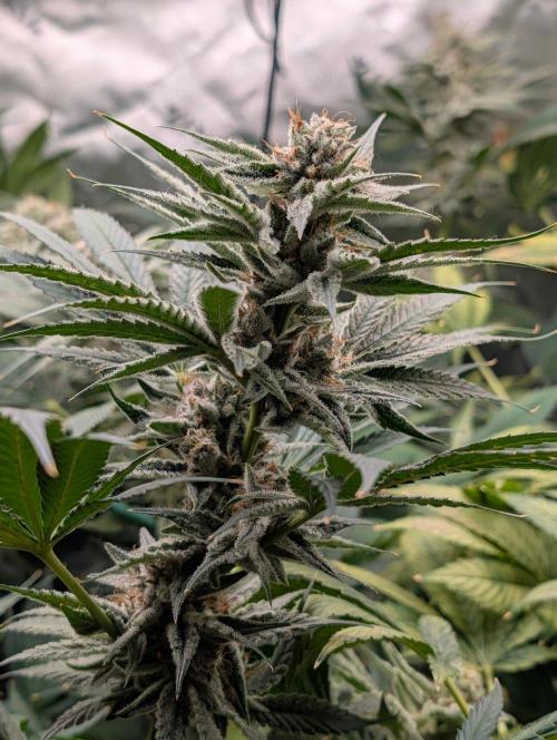 Melonade K. Week 15