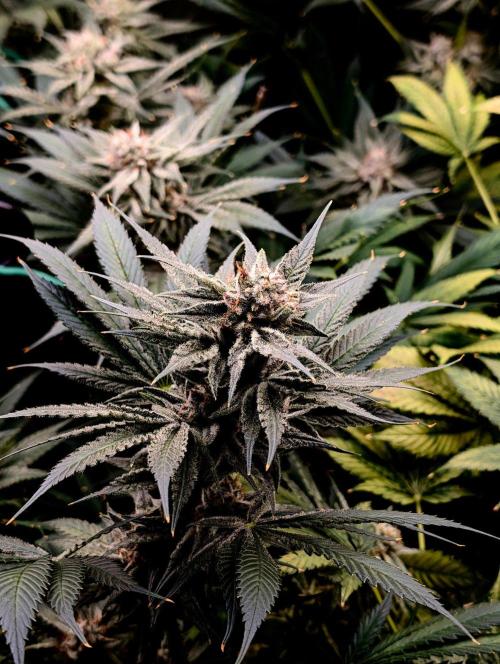 Melonade K. Week 15