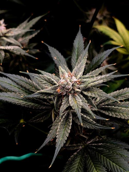 Melonade K. Week 15