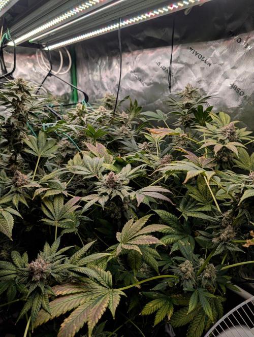 Buster of Lungs. Week 16