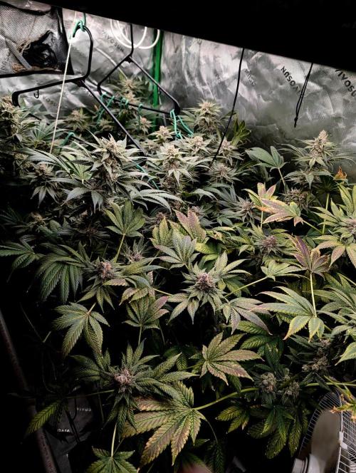 Buster of Lungs. Week 16