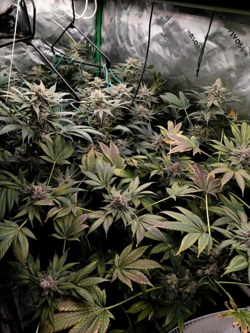 Buster of Lungs. Week 16