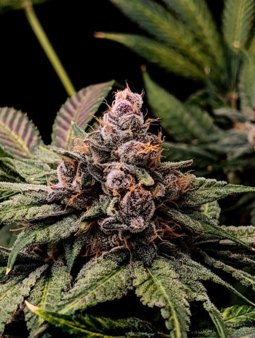 Buster of Lungs. Week 16