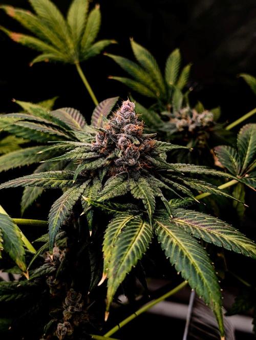 Buster of Lungs. Week 16