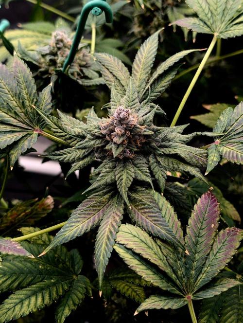 Buster of Lungs. Week 16