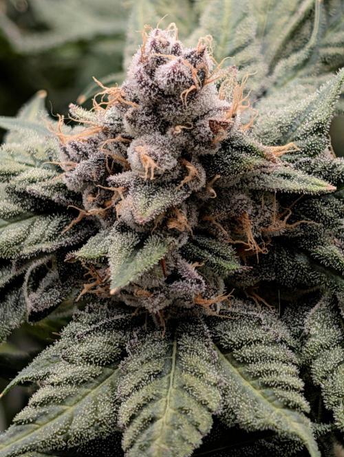 Buster of Lungs. Week 16