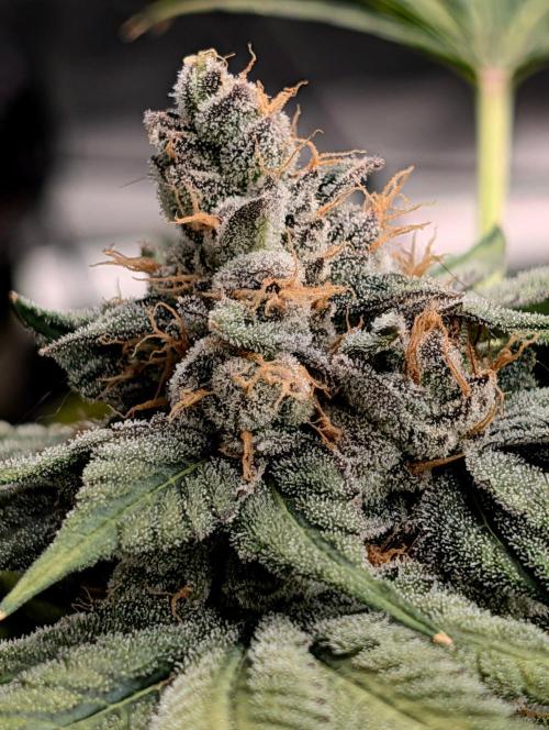 Buster of Lungs. Week 16