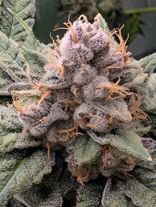 Buster of Lungs. Week 16