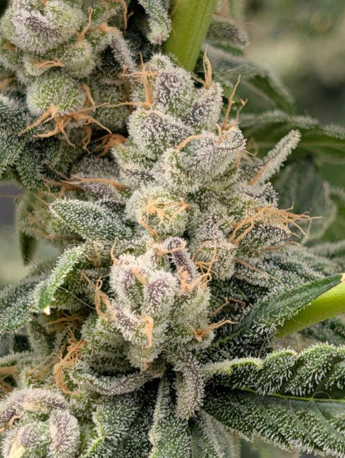 Buster of Lungs. Week 16