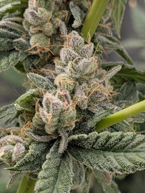 Buster of Lungs. Week 16