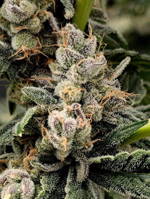 Buster of Lungs. Week 16