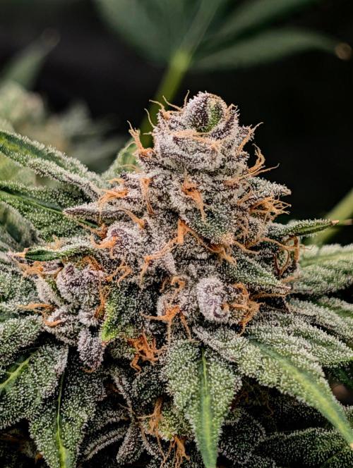 Buster of Lungs. Week 16